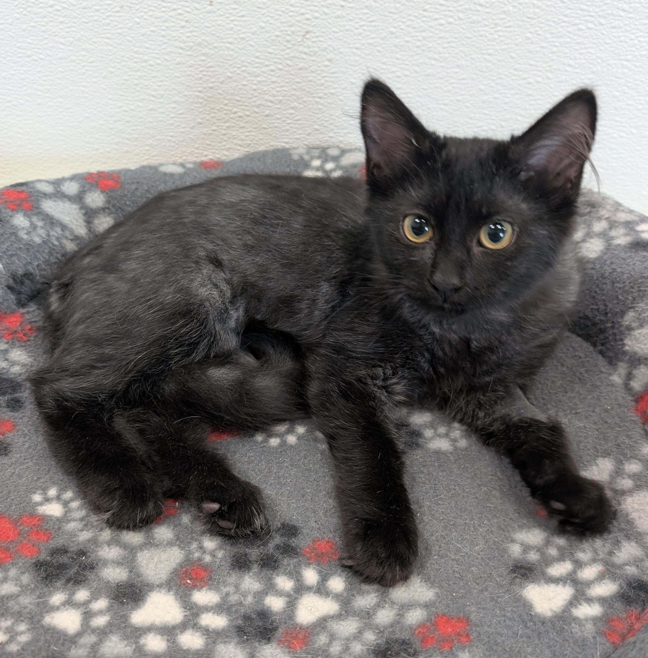 Finnley, adoptable, Young Female Domestic Long Hair.
