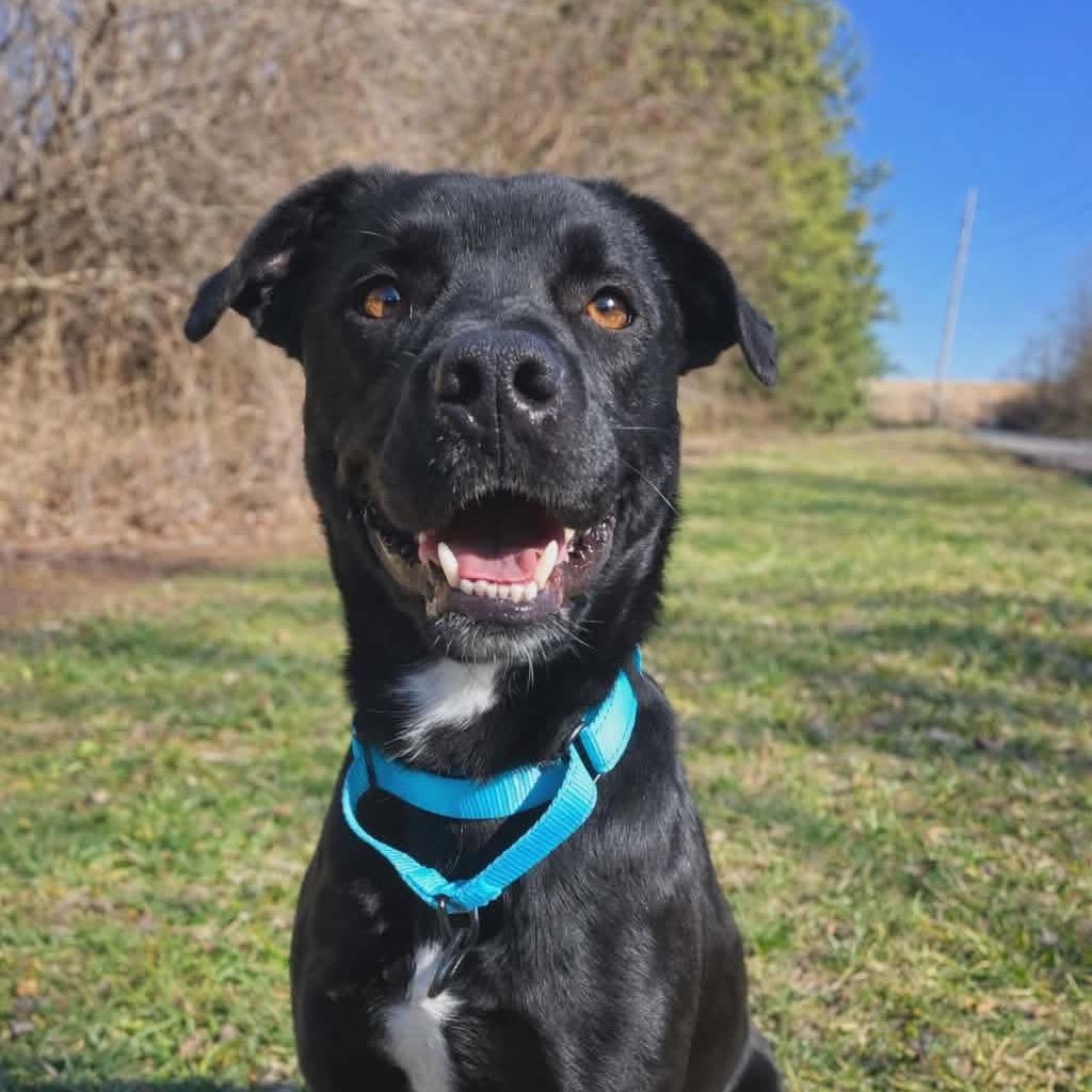 Enlarge Bentley, a Adoptable Black Labrador Retriever in Newport, TN image 2/3