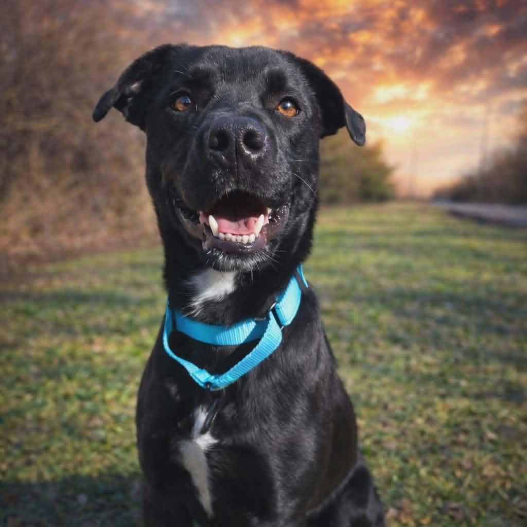 Enlarge Bentley, a Adoptable Black Labrador Retriever in Newport, TN image 3/3