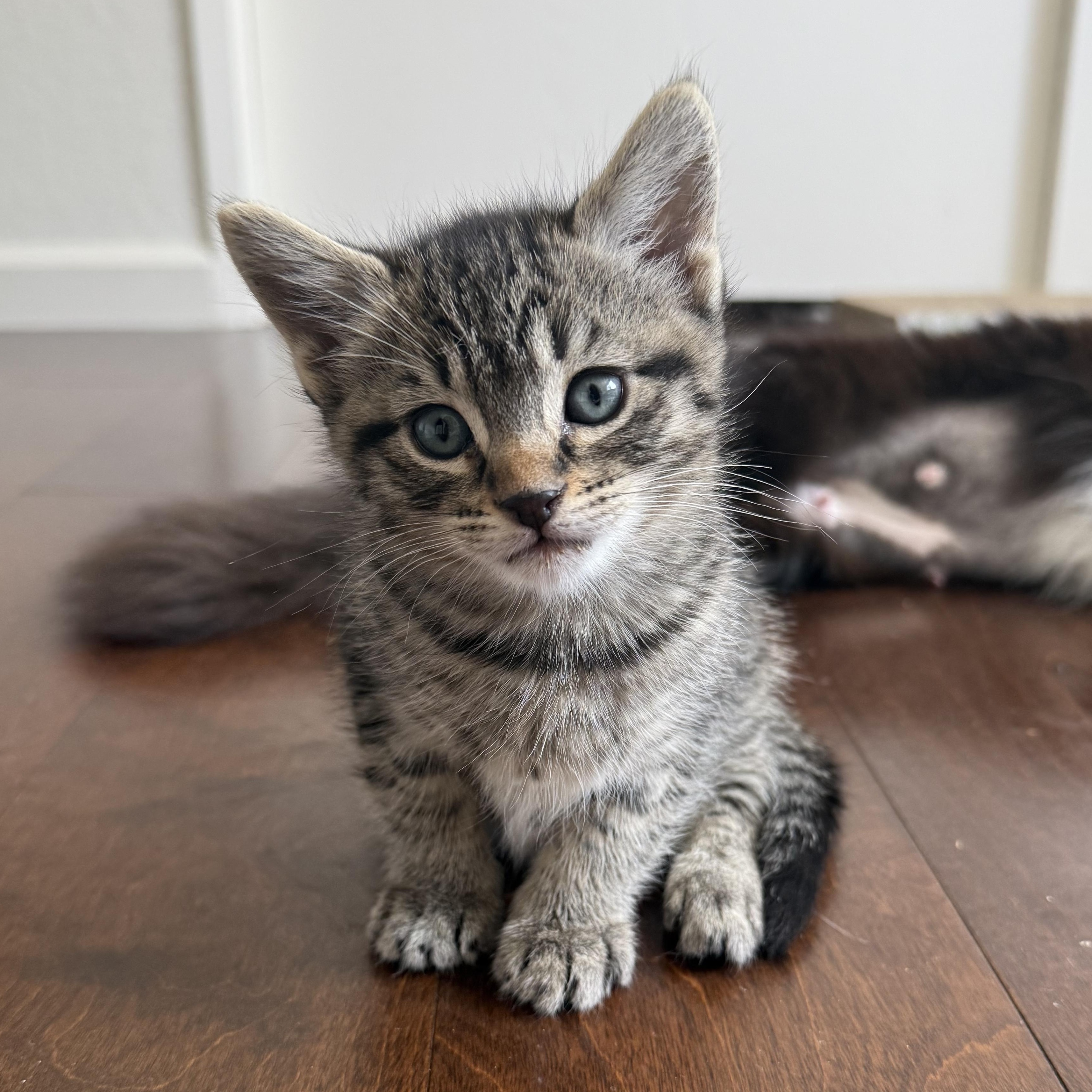 Honey, ADOPTABLE, Kitten Female Domestic Short Hair.
