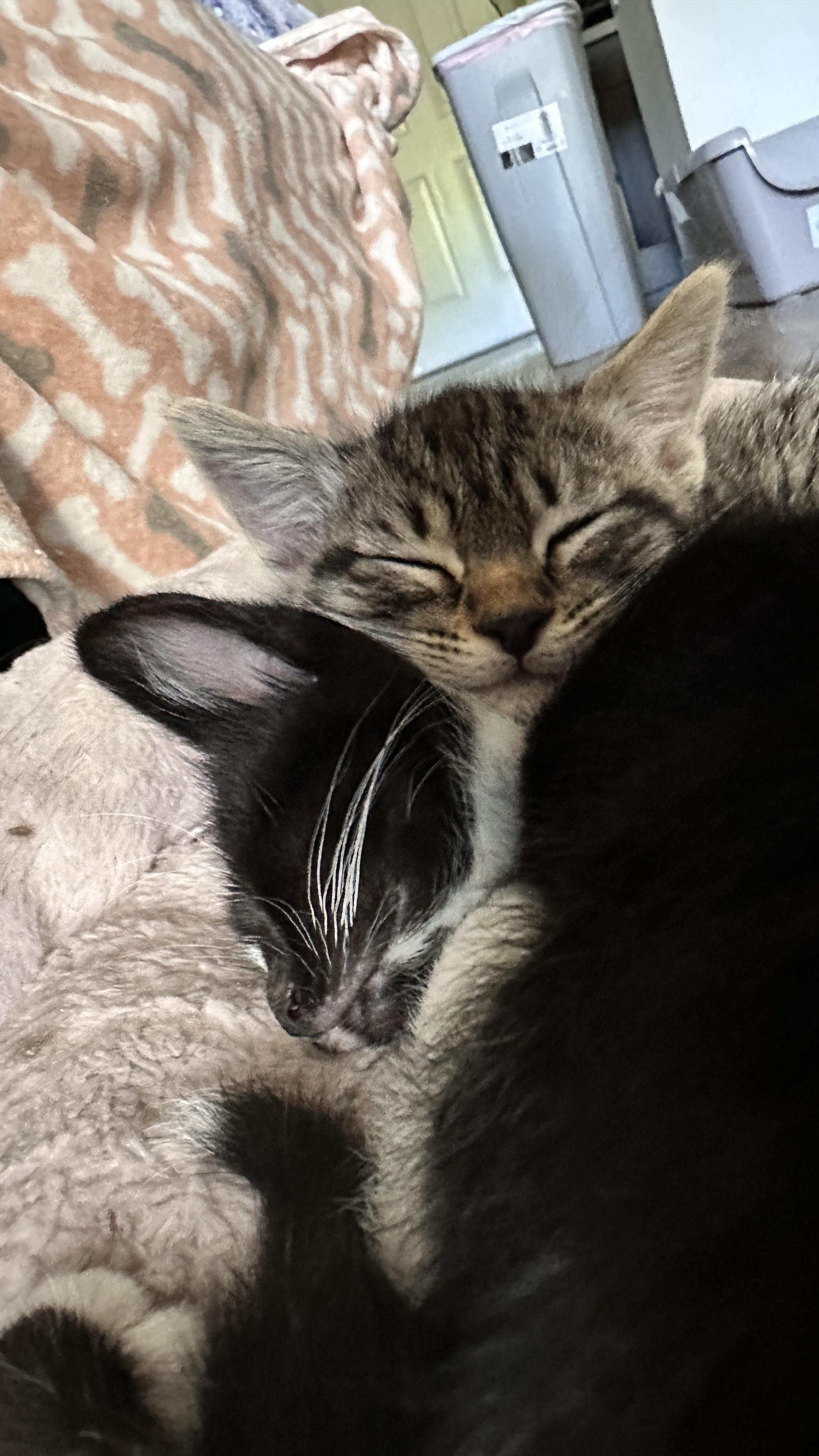 Enlarge Honey, a ADOPTABLE Domestic Short Hair in Davis, CA image 5/6