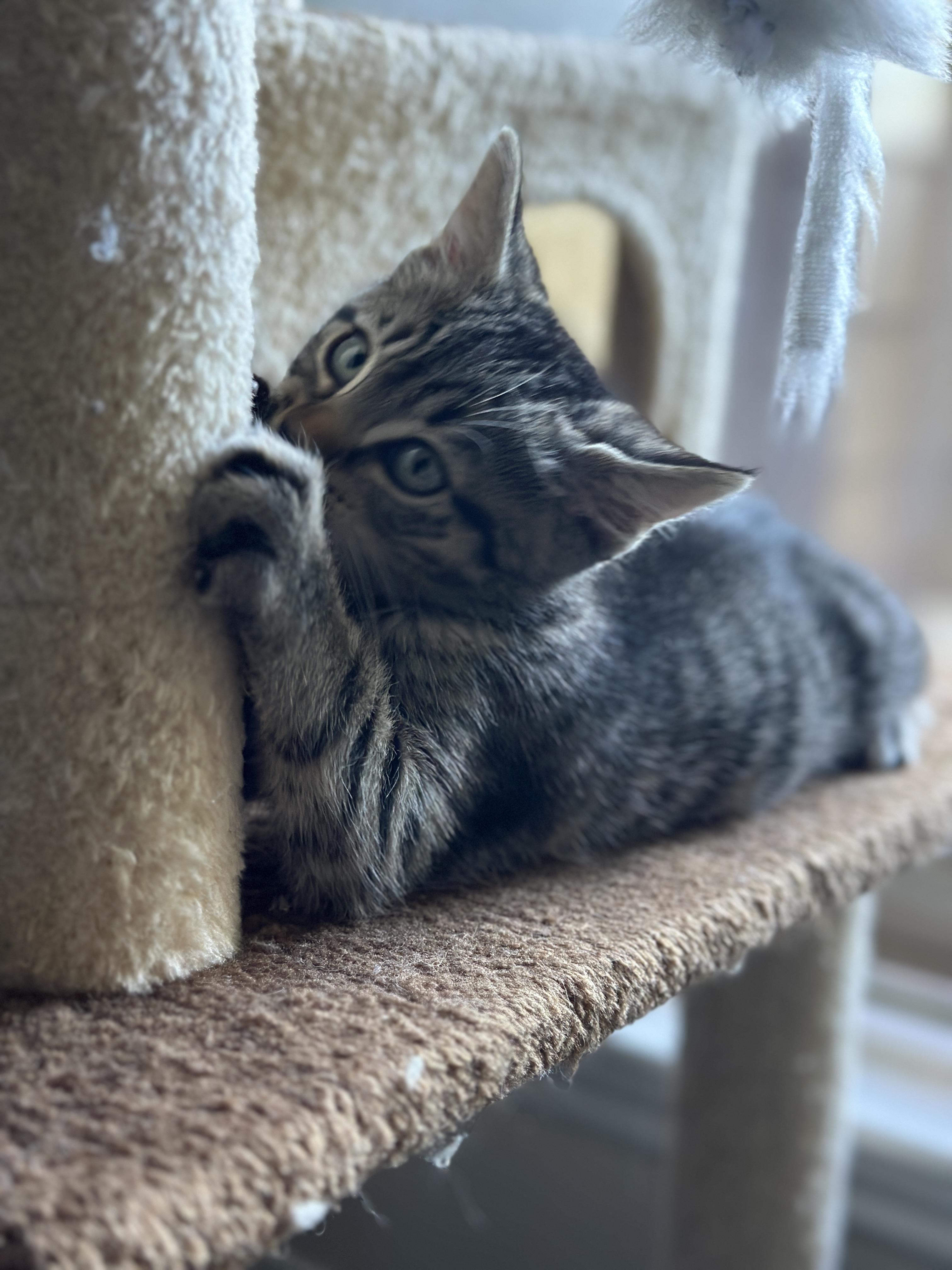 Enlarge Honey, a ADOPTABLE Domestic Short Hair in Davis, CA image 4/6