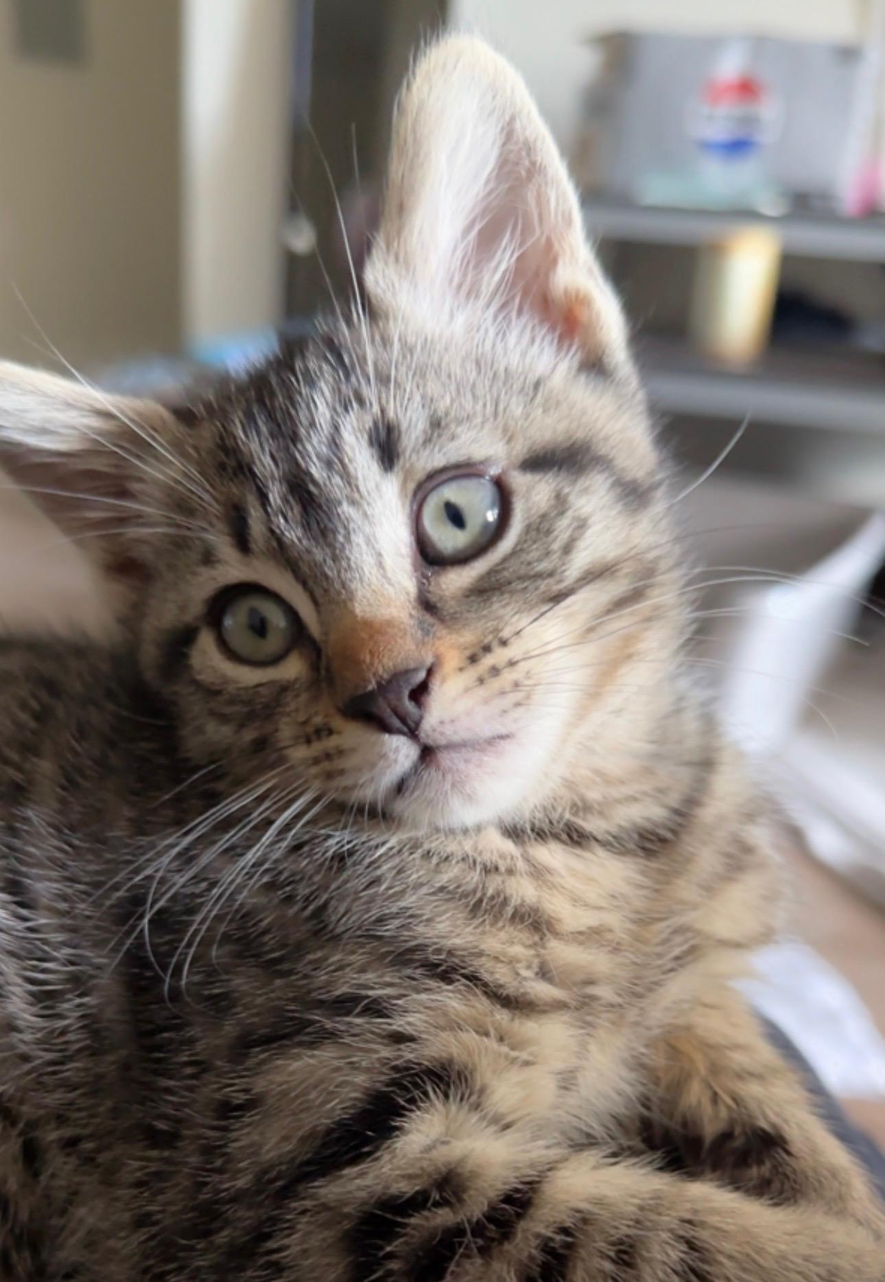 Enlarge Honey, a ADOPTABLE Domestic Short Hair in Davis, CA image 2/6
