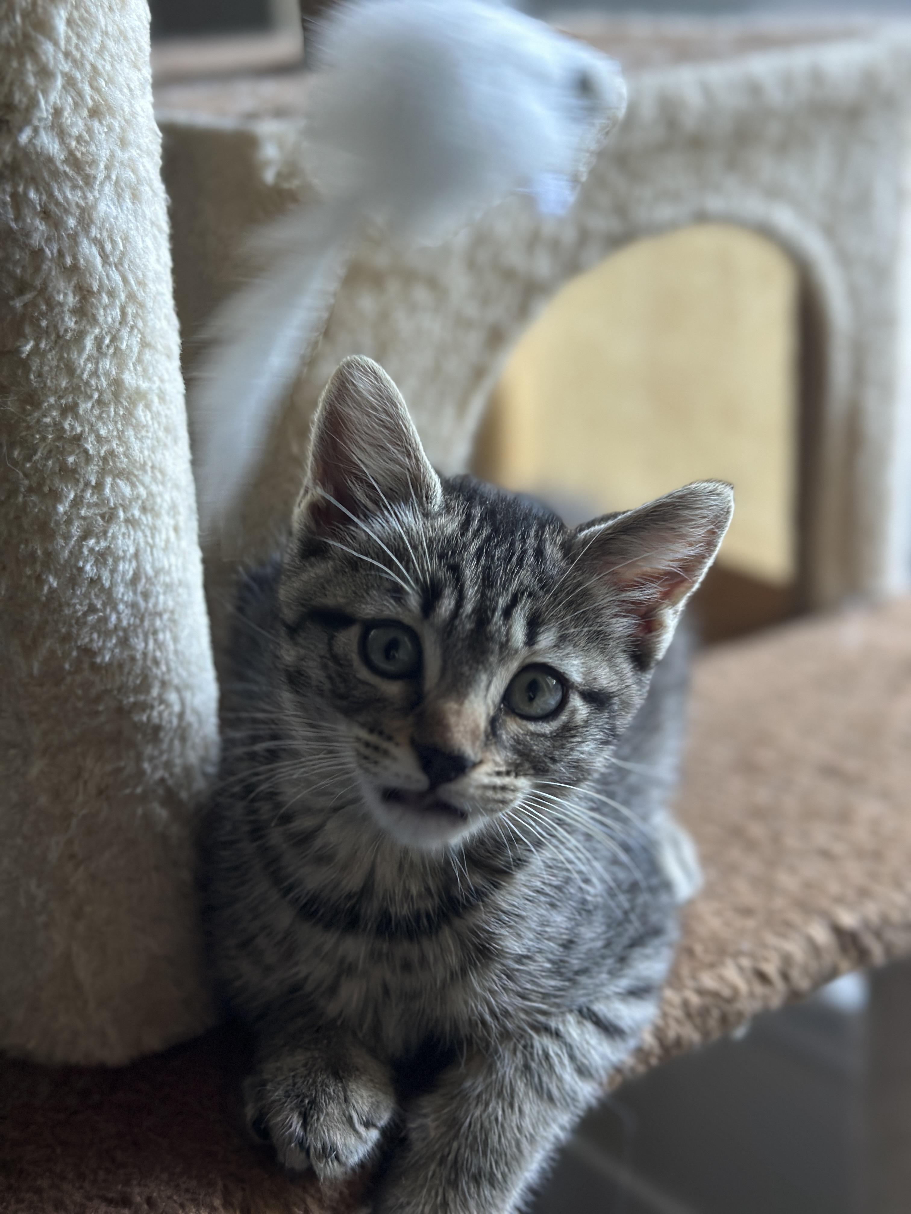 Enlarge Honey, a ADOPTABLE Domestic Short Hair in Davis, CA image 6/6