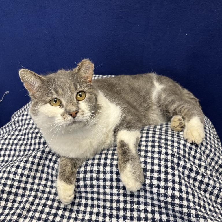 Enlarge Lou, a ADOPTABLE Domestic Short Hair in Benld, IL image 1/1