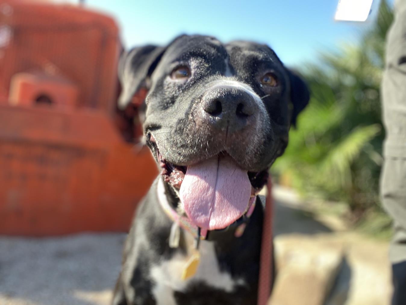 Enlarge GINNY, a Adoptable Pit Bull Terrier in Phoenix, AZ image 1/1