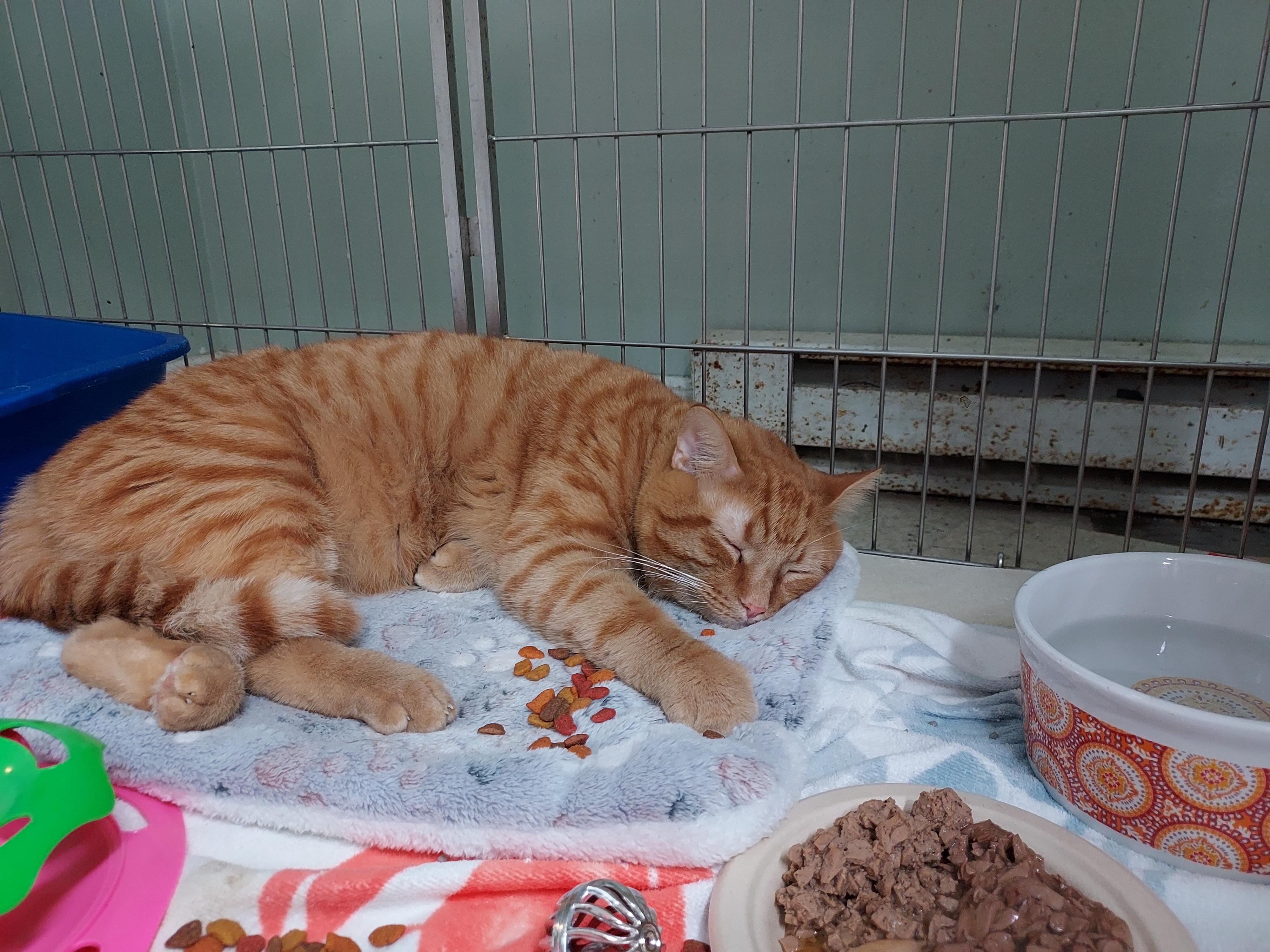 Enlarge Cheeto at Luna Cat Cafe, an adopted Domestic Short Hair in Ellicott City, MD image 2/3