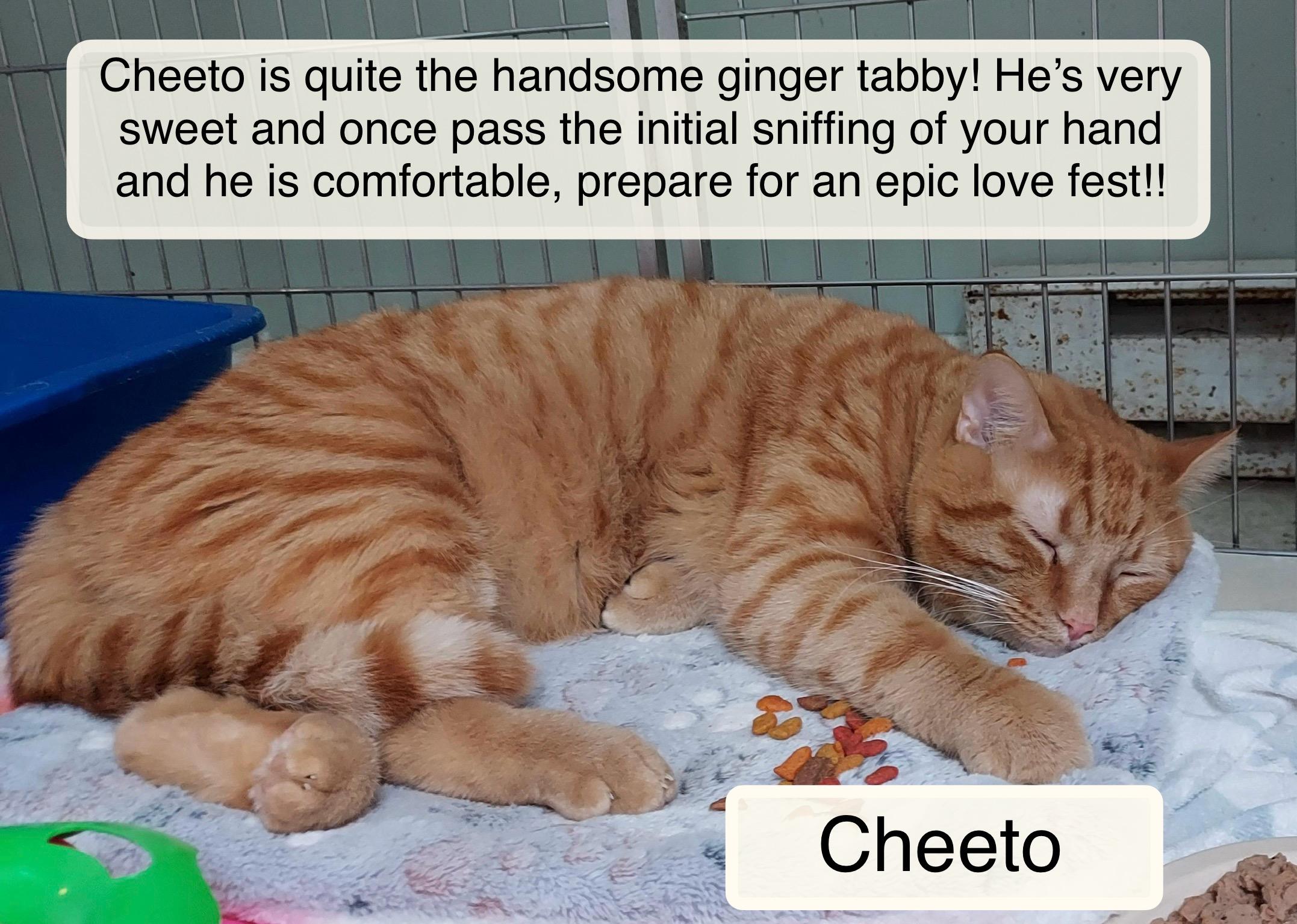 Enlarge Cheeto at Luna Cat Cafe, an adopted Domestic Short Hair in Ellicott City, MD image 1/3