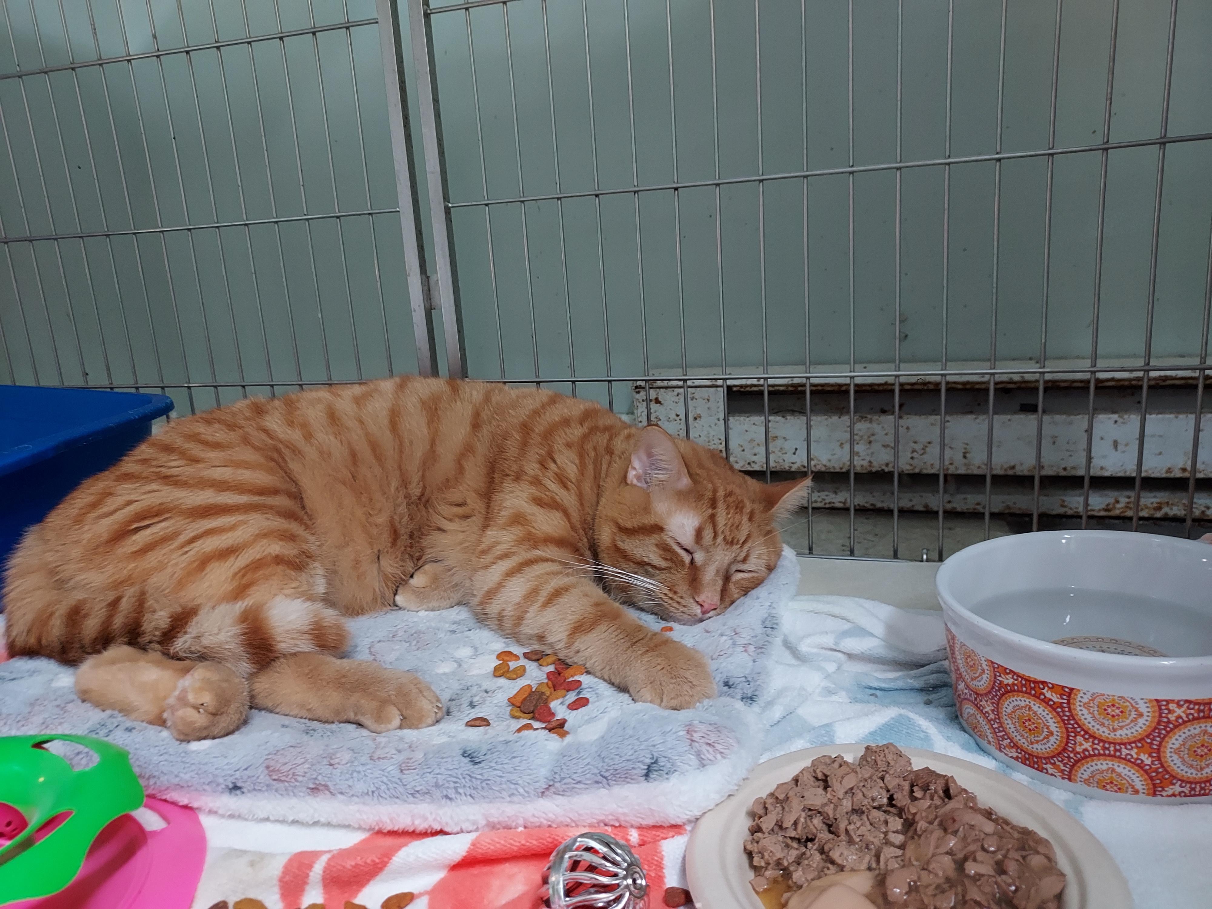Enlarge Cheeto at Luna Cat Cafe, an adopted Domestic Short Hair in Ellicott City, MD image 3/3