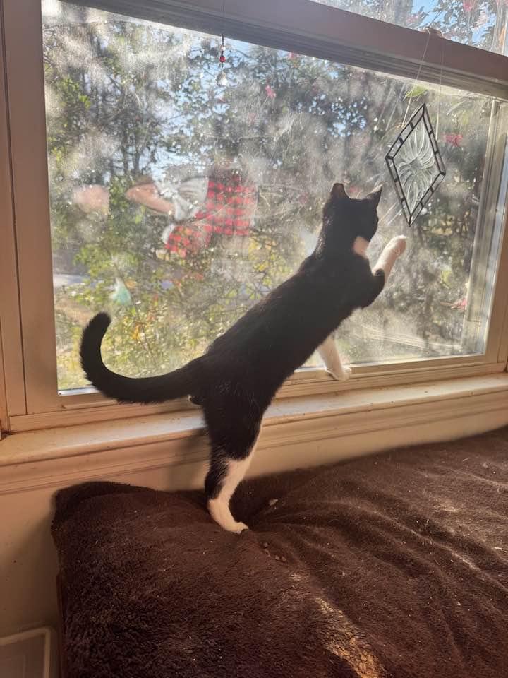 Cleo, Adoptable, Adult Male Tuxedo.