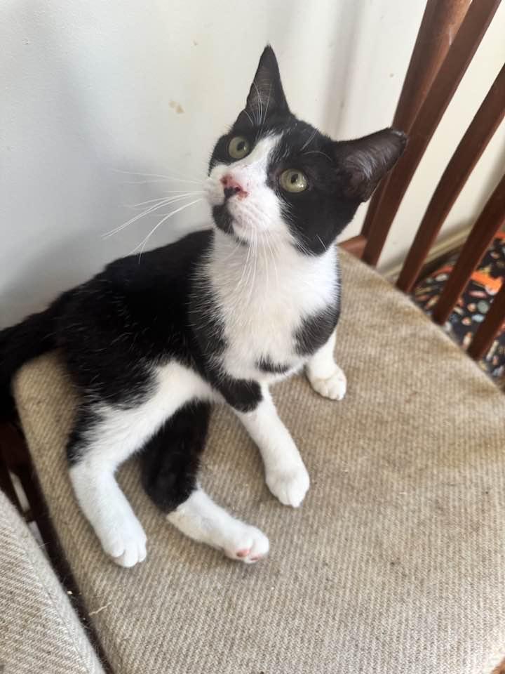 Enlarge Cleo, a Adoptable Tuxedo in Columbia, SC image 2/6