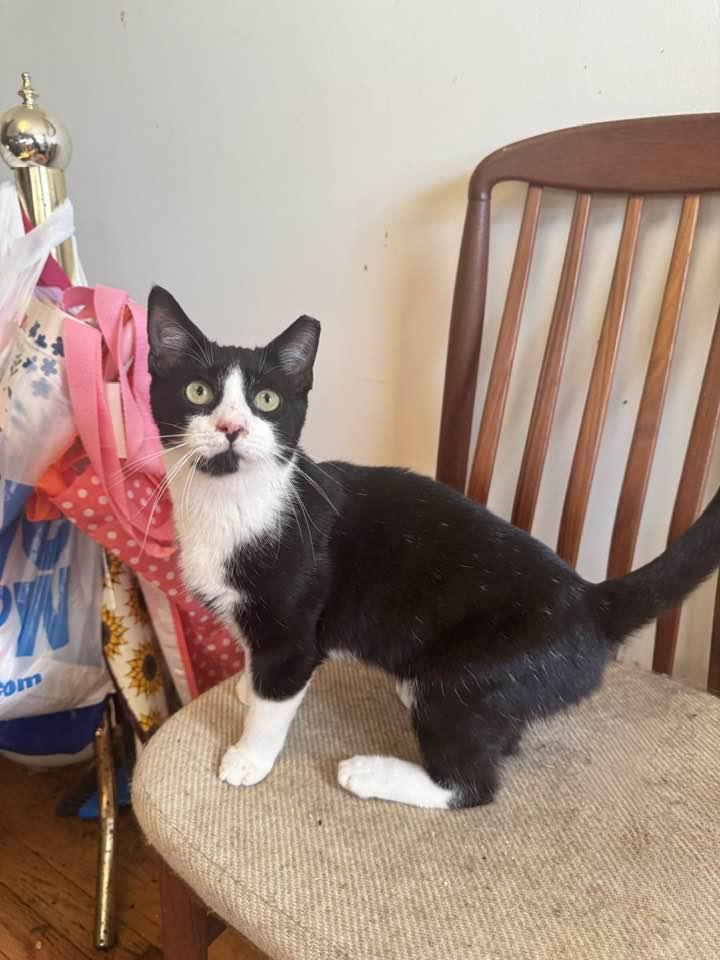 Cleo, Adoptable, Adult Male Tuxedo.