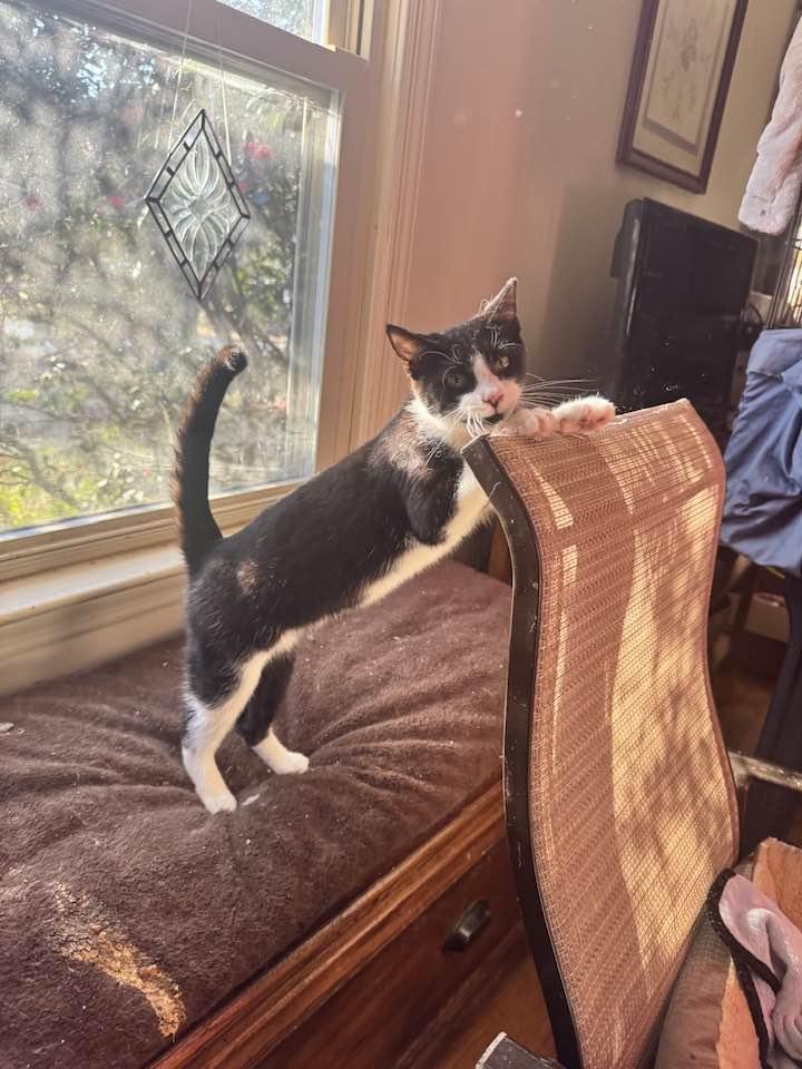 Enlarge Cleo, a Adoptable Tuxedo in Columbia, SC image 4/6