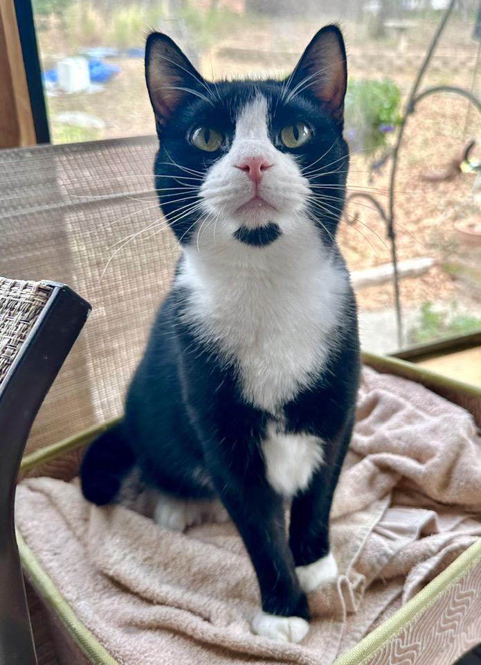 Enlarge Cleo, a Adoptable Tuxedo in Columbia, SC image 5/6