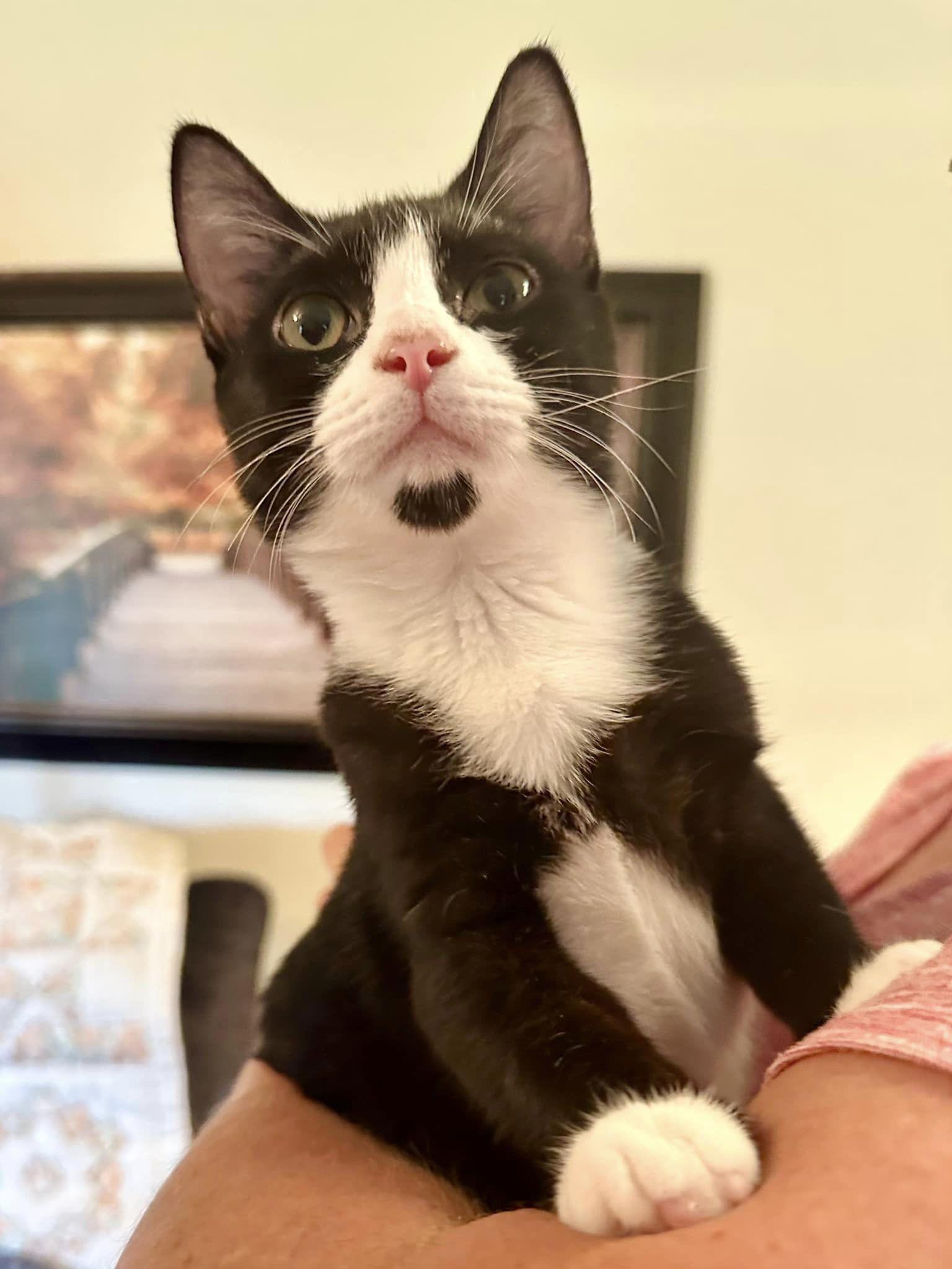 Enlarge Cleo, a Adoptable Tuxedo in Columbia, SC image 6/6