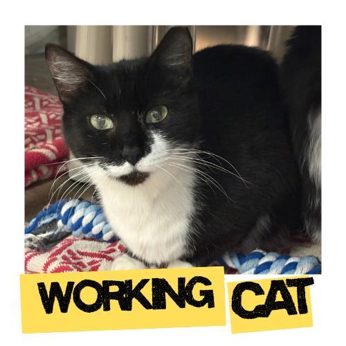 MOMMA CAT, Adoptable, Adult Female Domestic Short Hair.