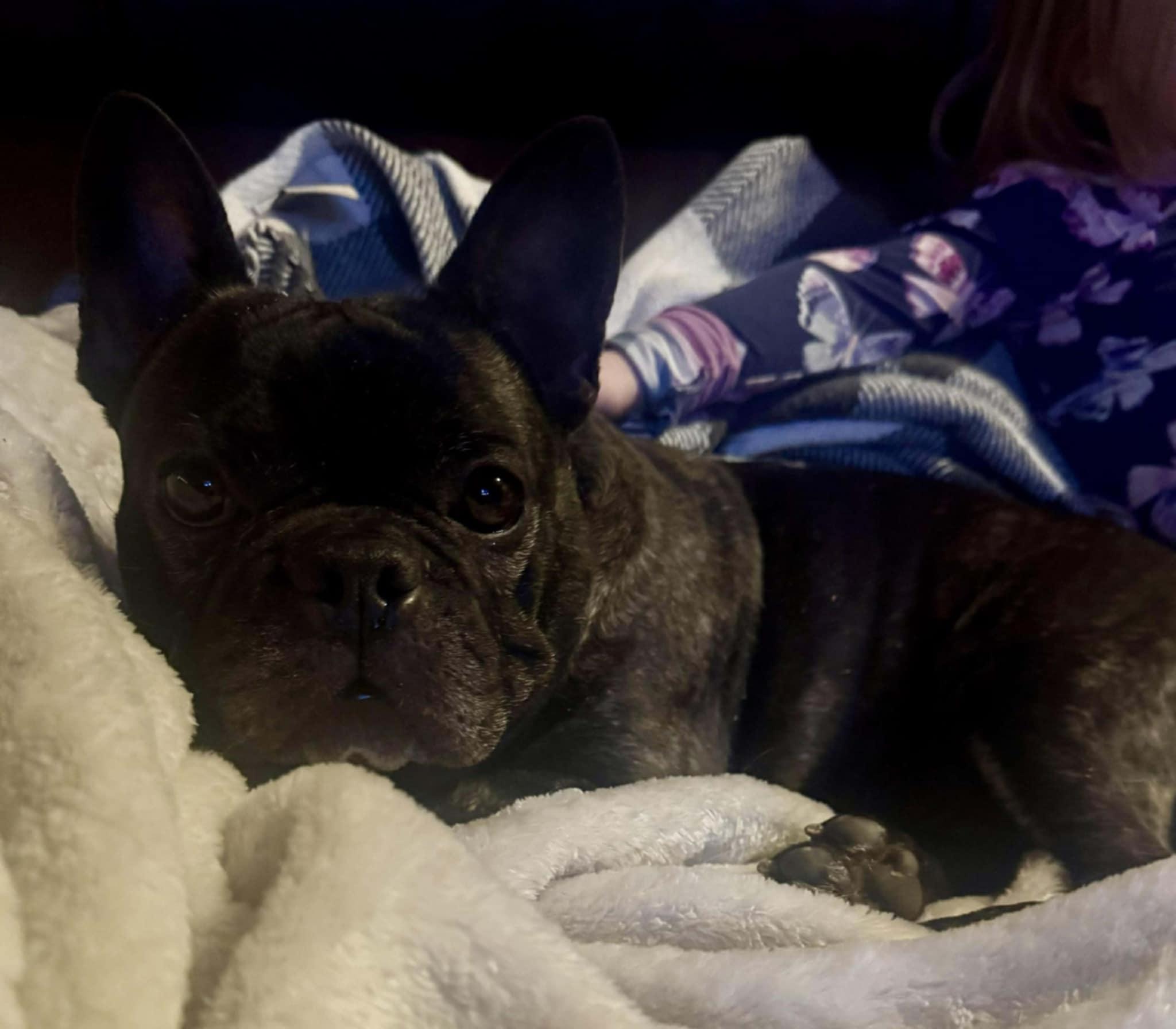 Magic, ADOPTABLE, Adult Female French Bulldog.