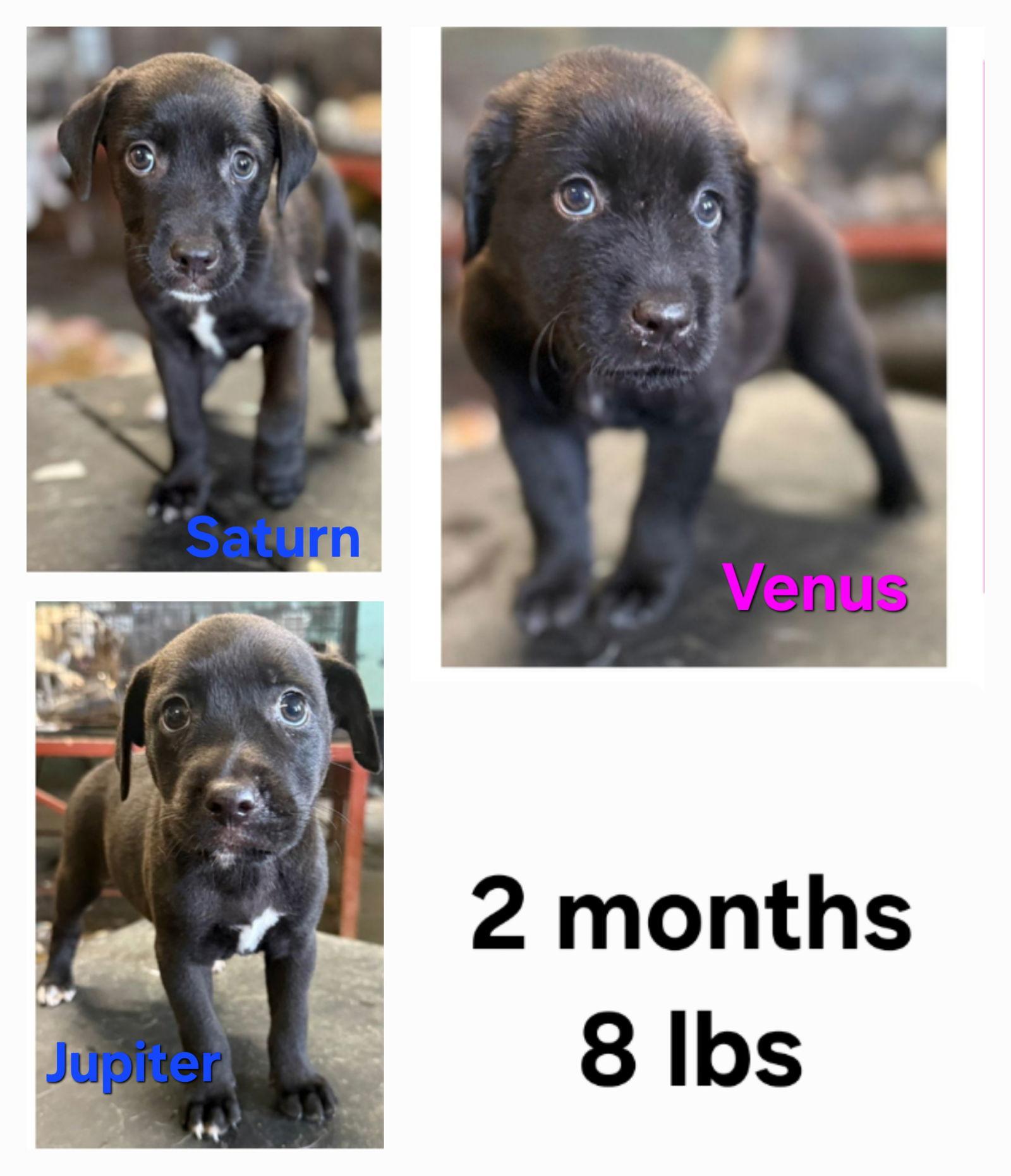 Venus, Adoptable, Puppy Female Labrador Retriever & Chihuahua.