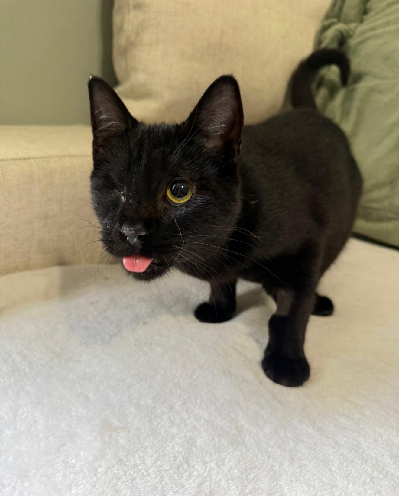 BISCUIT, ADOPTABLE, Adult Male American Shorthair.