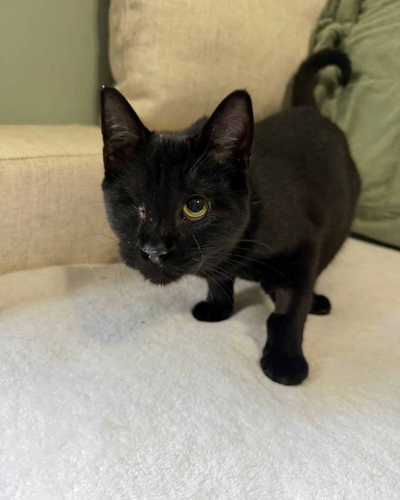 Enlarge BISCUIT, a ADOPTABLE mixed breed in Harahan, LA image 2/2