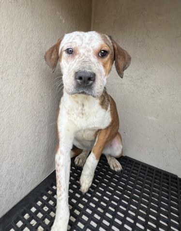 Enlarge SAMMIE, a Adoptable Black Mouth Cur in Killeen, TX image 1/1
