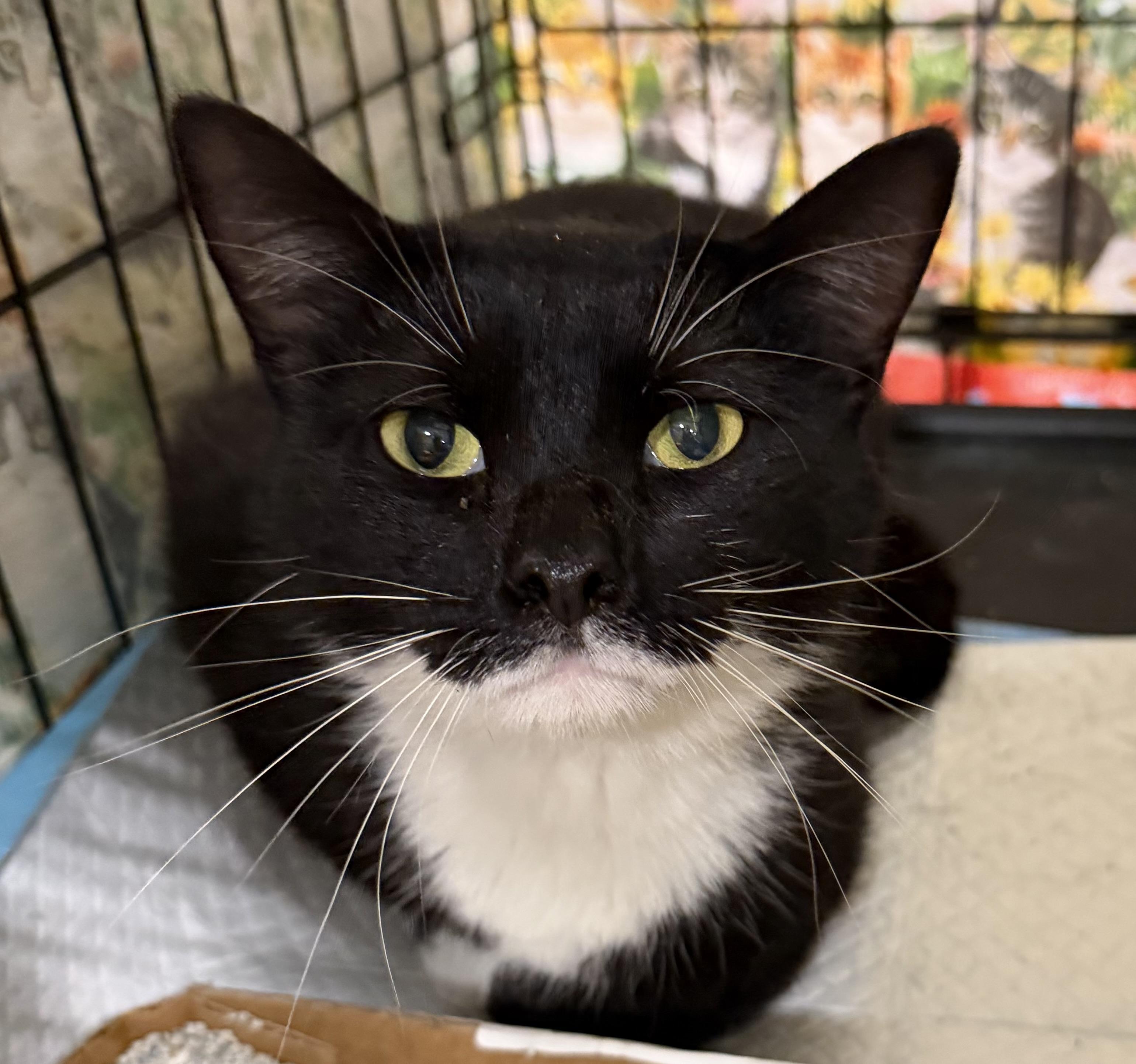 Titus, adopted, Adult Male Tuxedo.