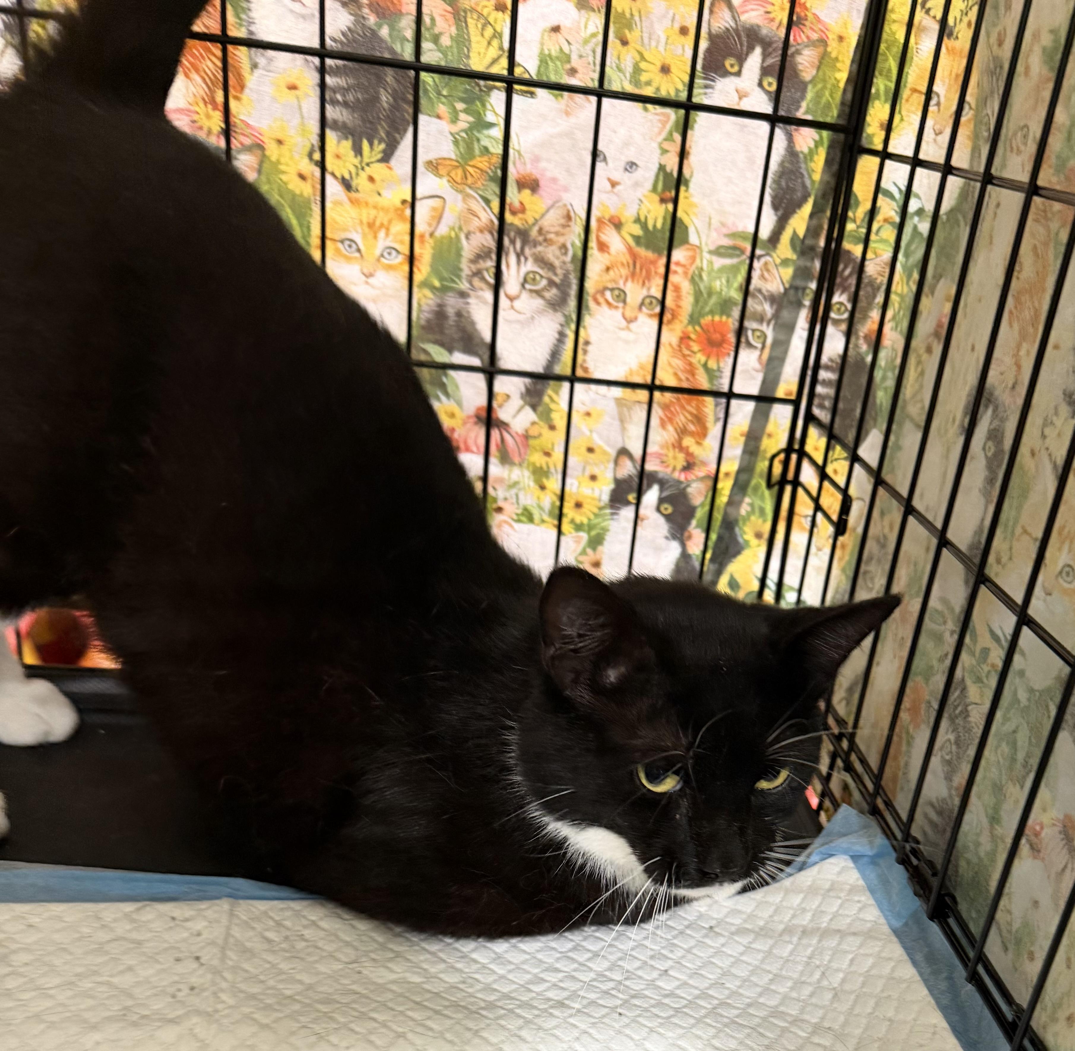 Titus, an adopted Tuxedo in Bridgeton, NC image 4/4
