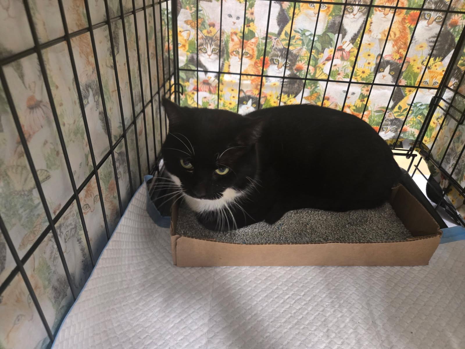 Titus, a ADOPTABLE Tuxedo in Bridgeton, NC image 2/2