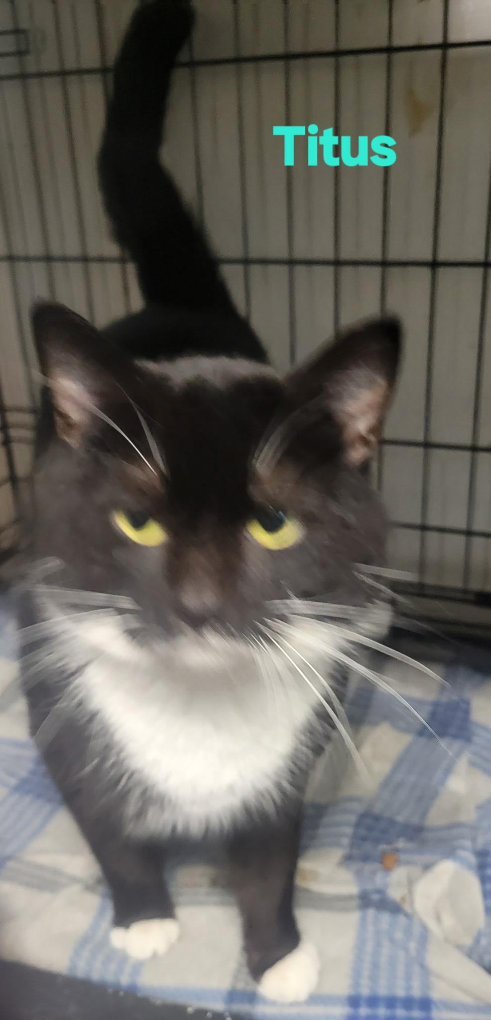 Titus, a ADOPTABLE Tuxedo in Bridgeton, NC image 1/2