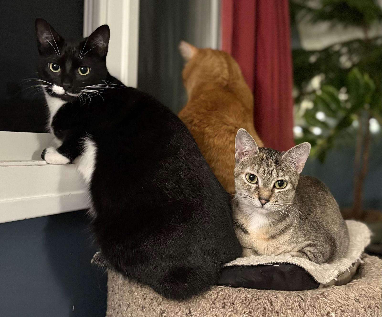 Enlarge Focaccia, a Adoptable Domestic Short Hair in Crystal, MN image 1/3