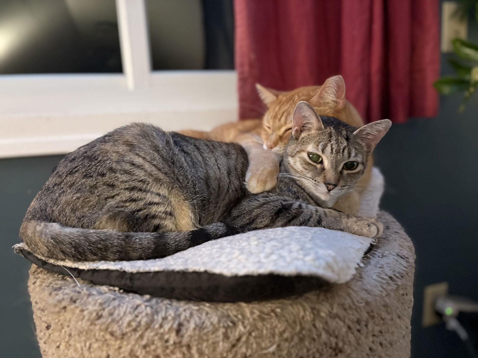 Enlarge Focaccia, a Adoptable Domestic Short Hair in Crystal, MN image 2/3