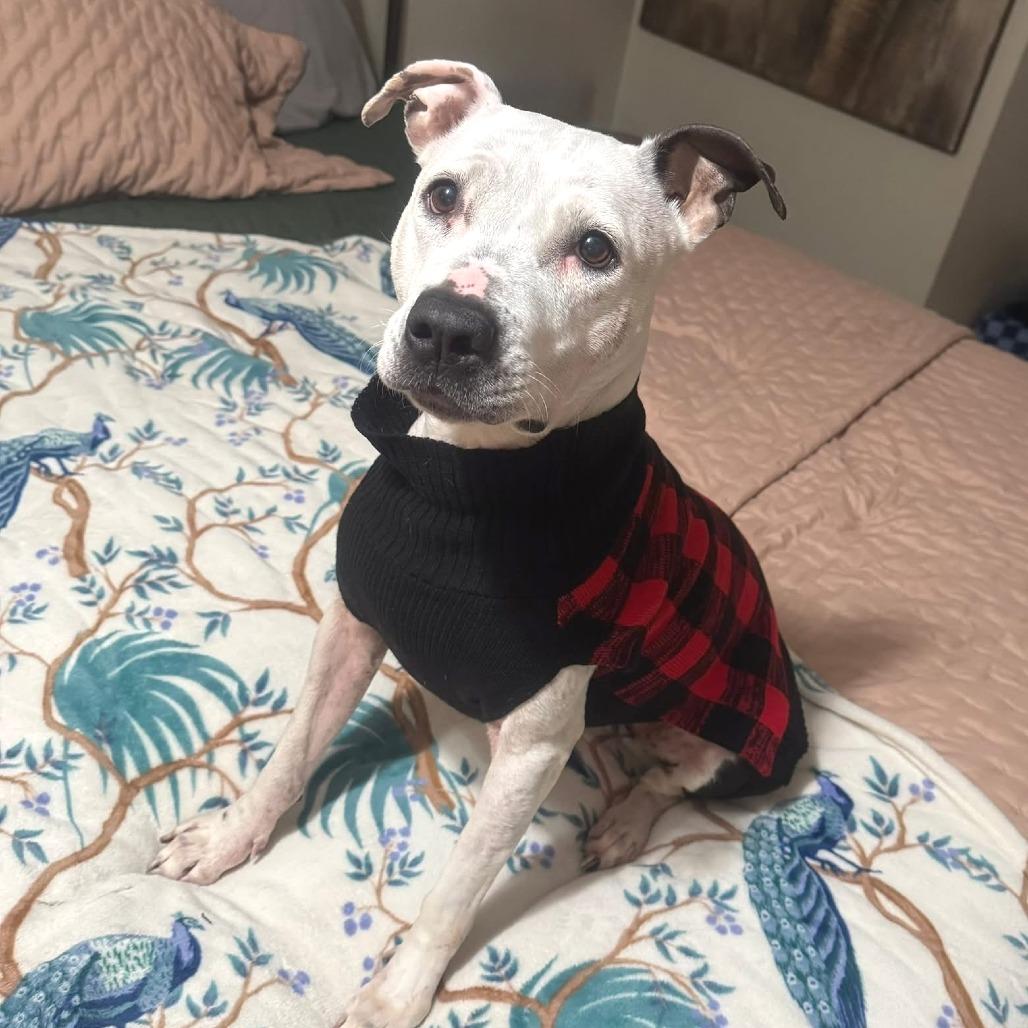 Enlarge Lilan, a Adoptable Pit Bull Terrier in Mooresville, IN image 1/5