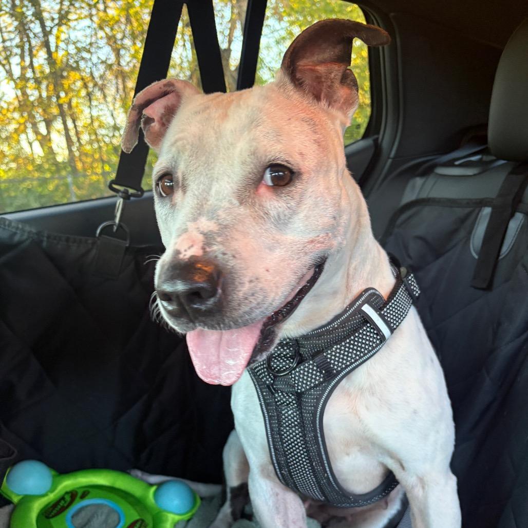 Enlarge Lilan, a Adoptable Pit Bull Terrier in Mooresville, IN image 3/5