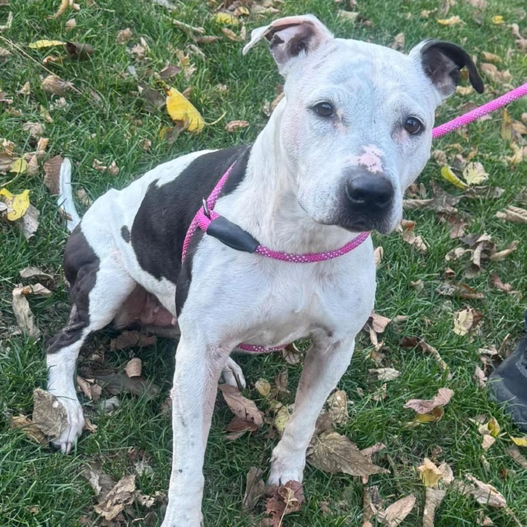 Enlarge Lilan, a Adoptable Pit Bull Terrier in Mooresville, IN image 4/5