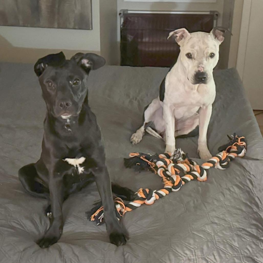 Enlarge Lilan, a Adoptable Pit Bull Terrier in Mooresville, IN image 5/5