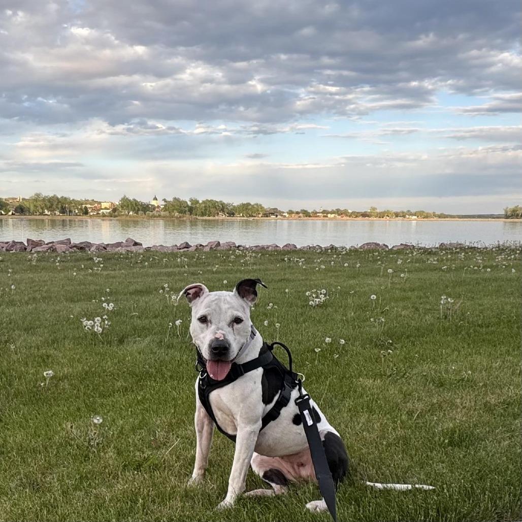 Lilan, a Adoptable Pit Bull Terrier in Mooresville, IN image 5/5