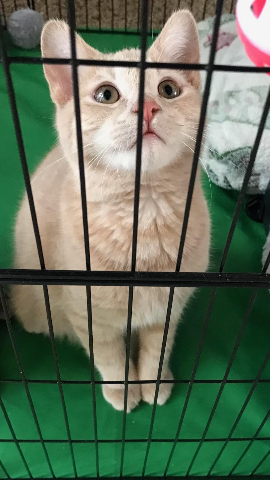 GIRLY AND DENNY (SIBLINGS), ADOPTABLE, Young Female Domestic Short Hair.