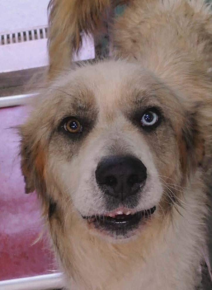 Enlarge Cooper, a Adoptable mixed breed in Beebe, AR image 1/1