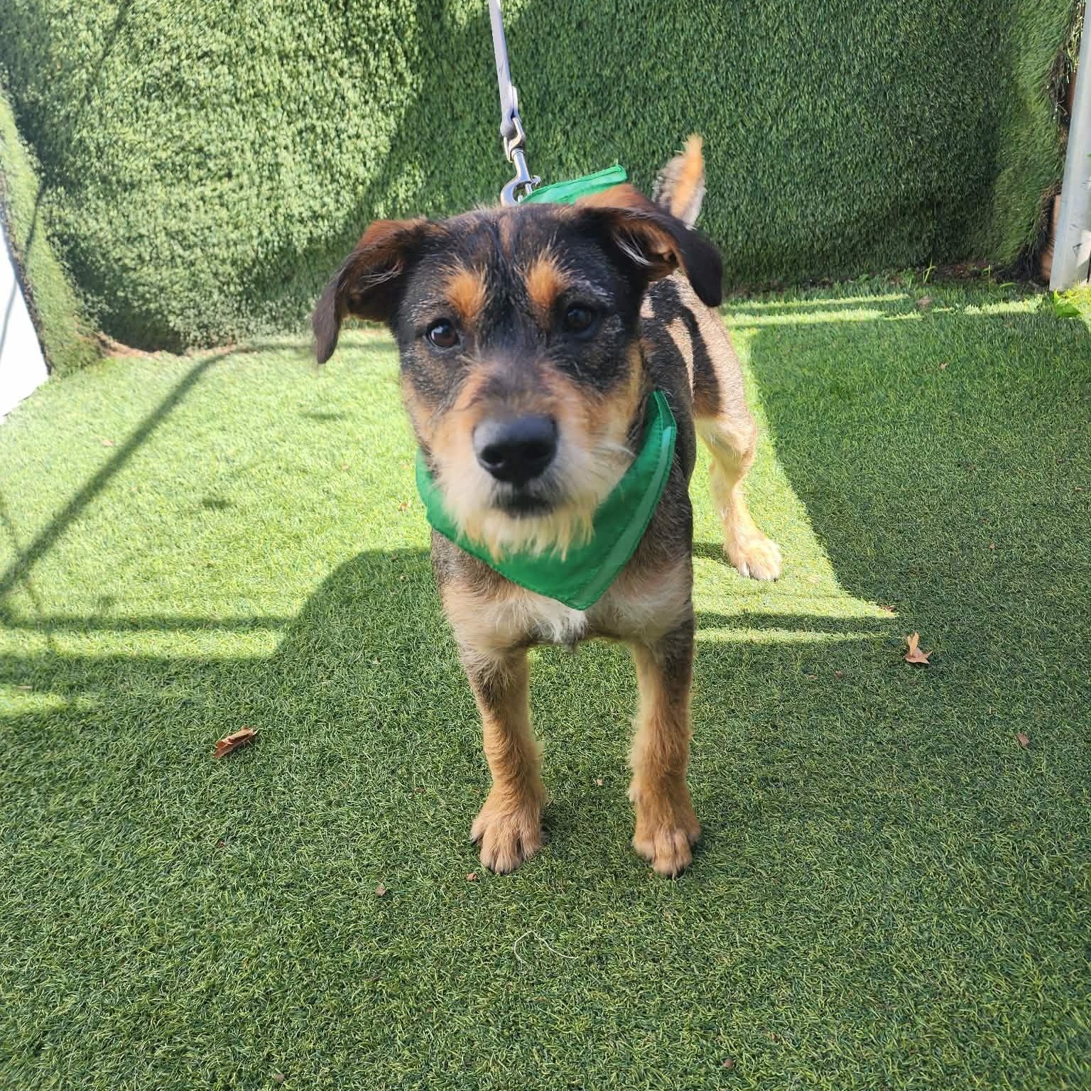 Enlarge Cole, an adopted mixed breed in Houston, TX image 3/6