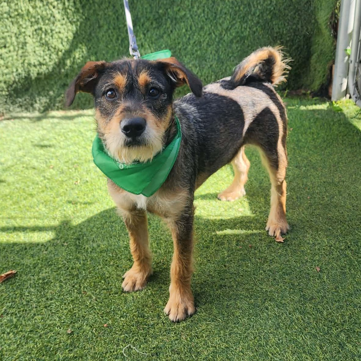 Enlarge Cole, an adopted mixed breed in Houston, TX image 6/6