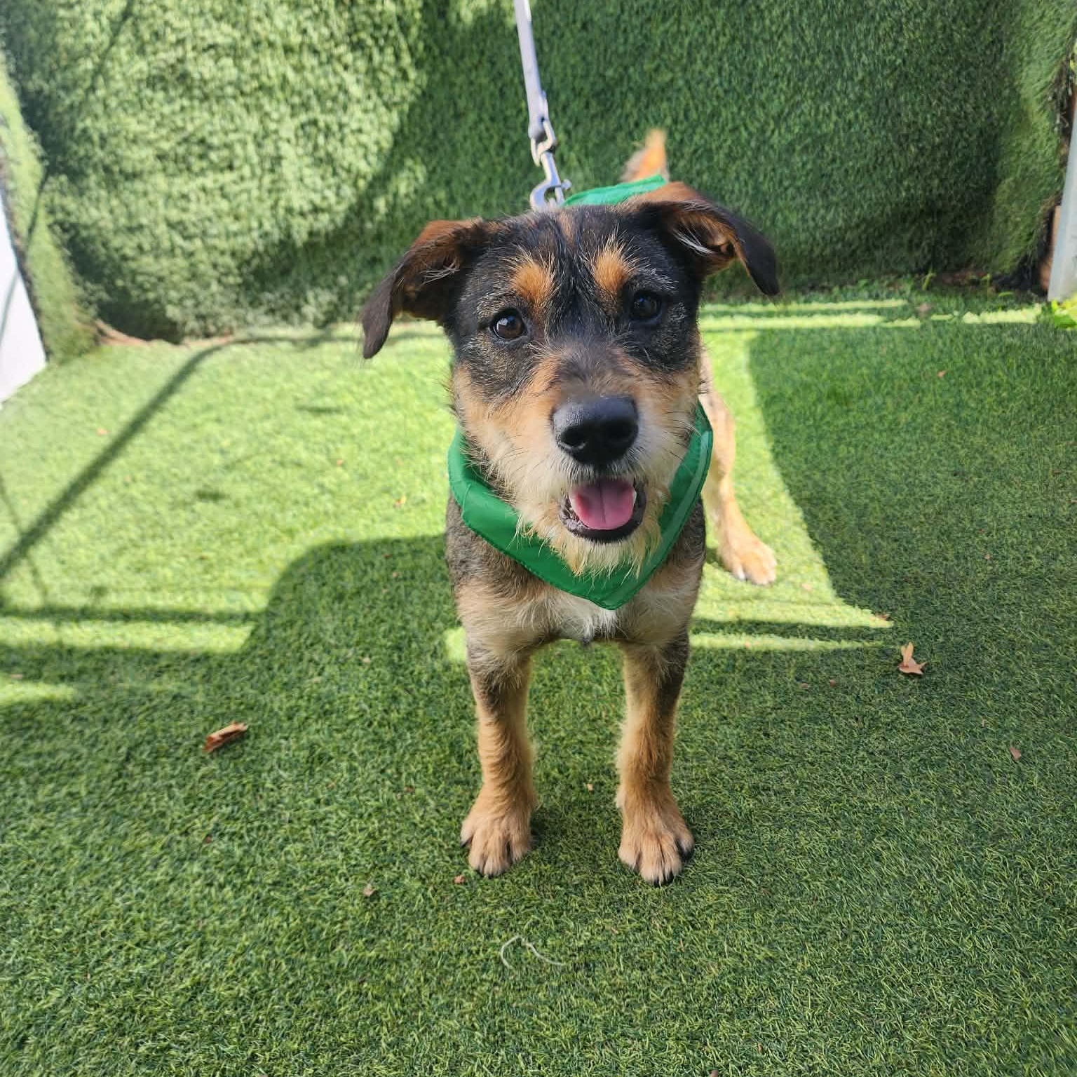 Enlarge Cole, an adopted mixed breed in Houston, TX image 2/6