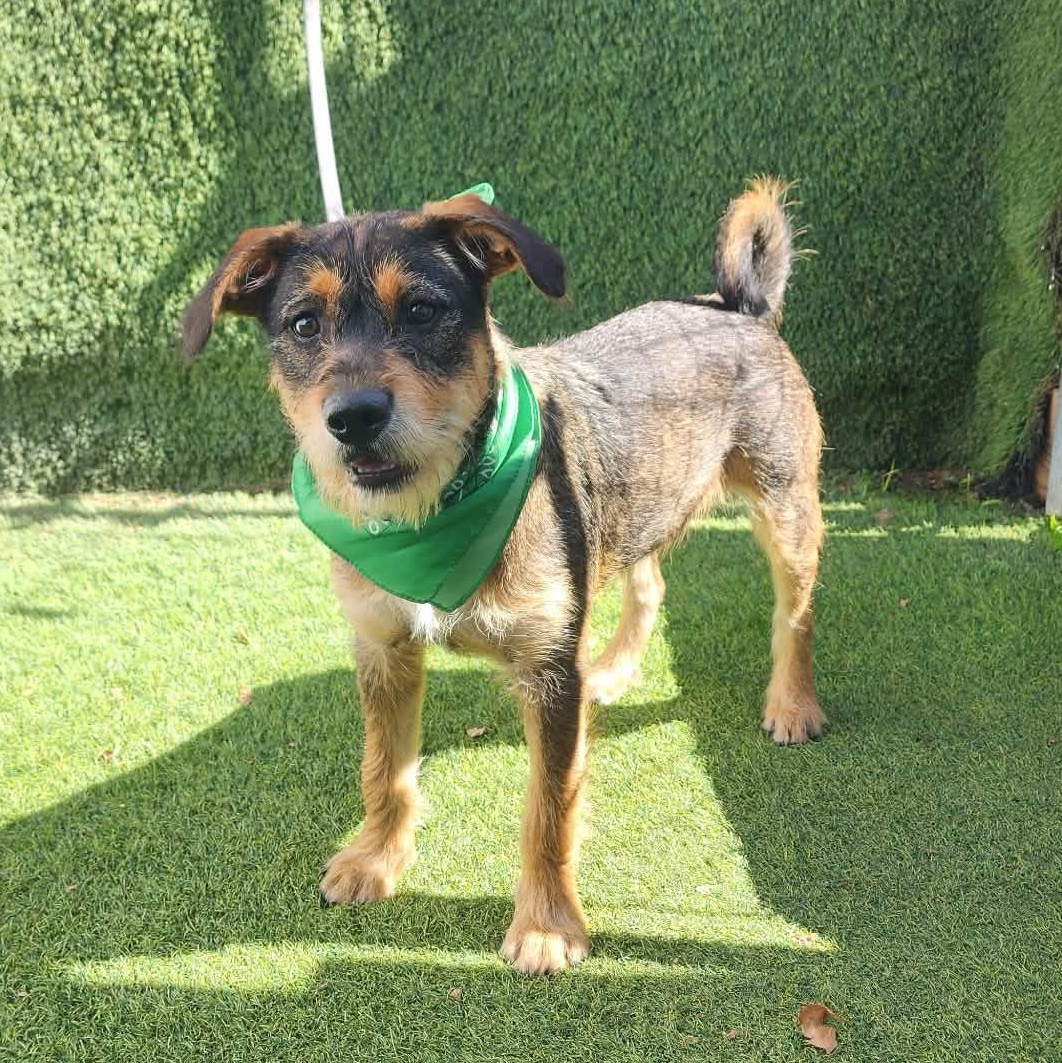 Enlarge Cole, an adopted mixed breed in Houston, TX image 4/6