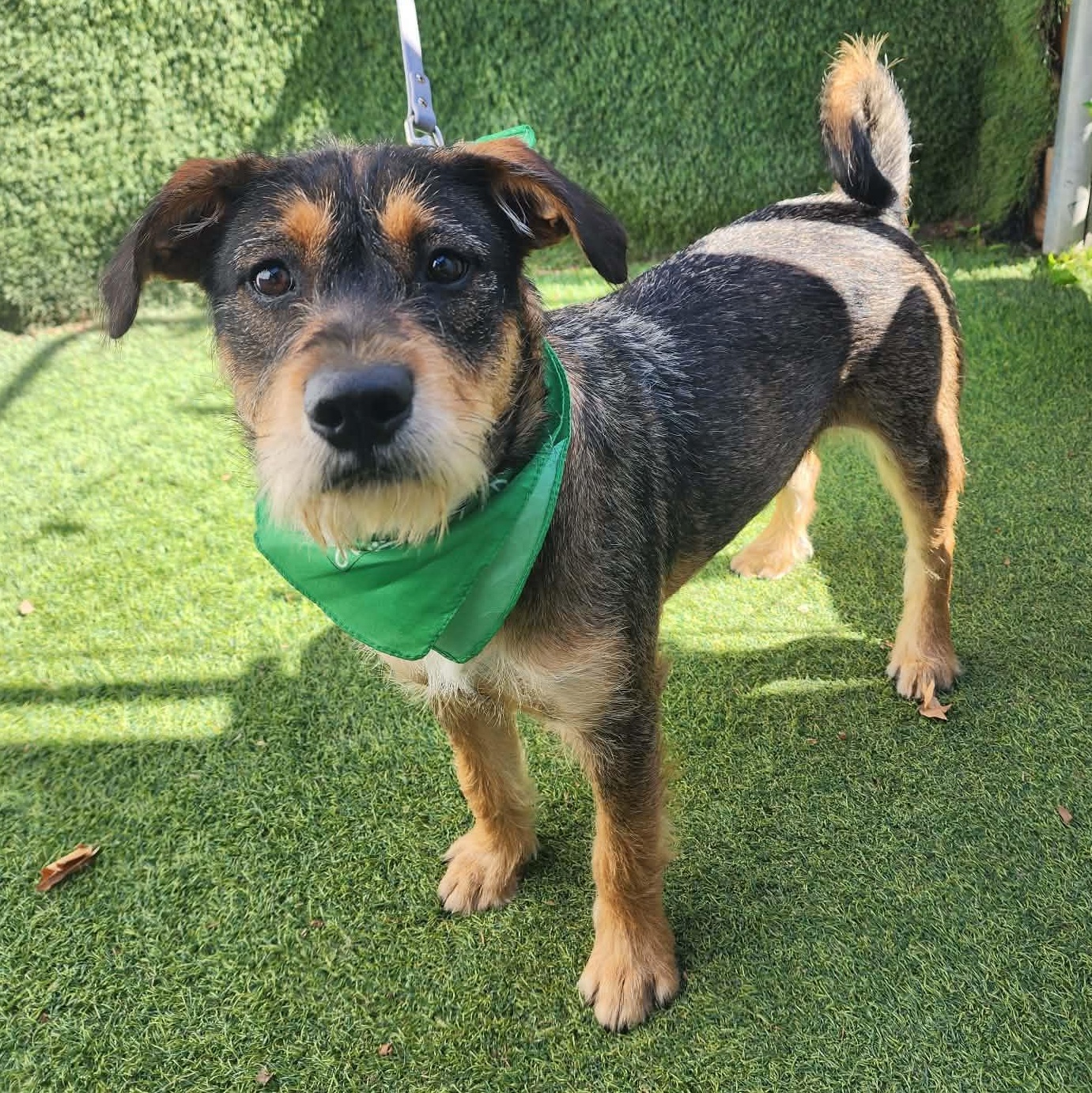 Enlarge Cole, an adopted mixed breed in Houston, TX image 1/6