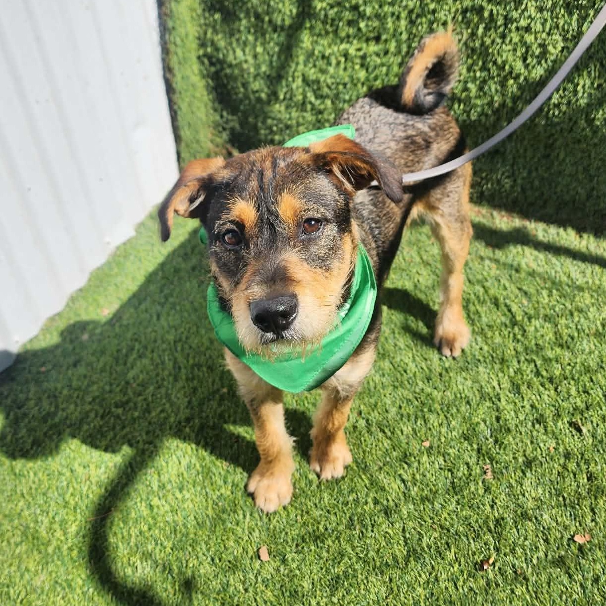 Enlarge Cole, an adopted mixed breed in Houston, TX image 5/6