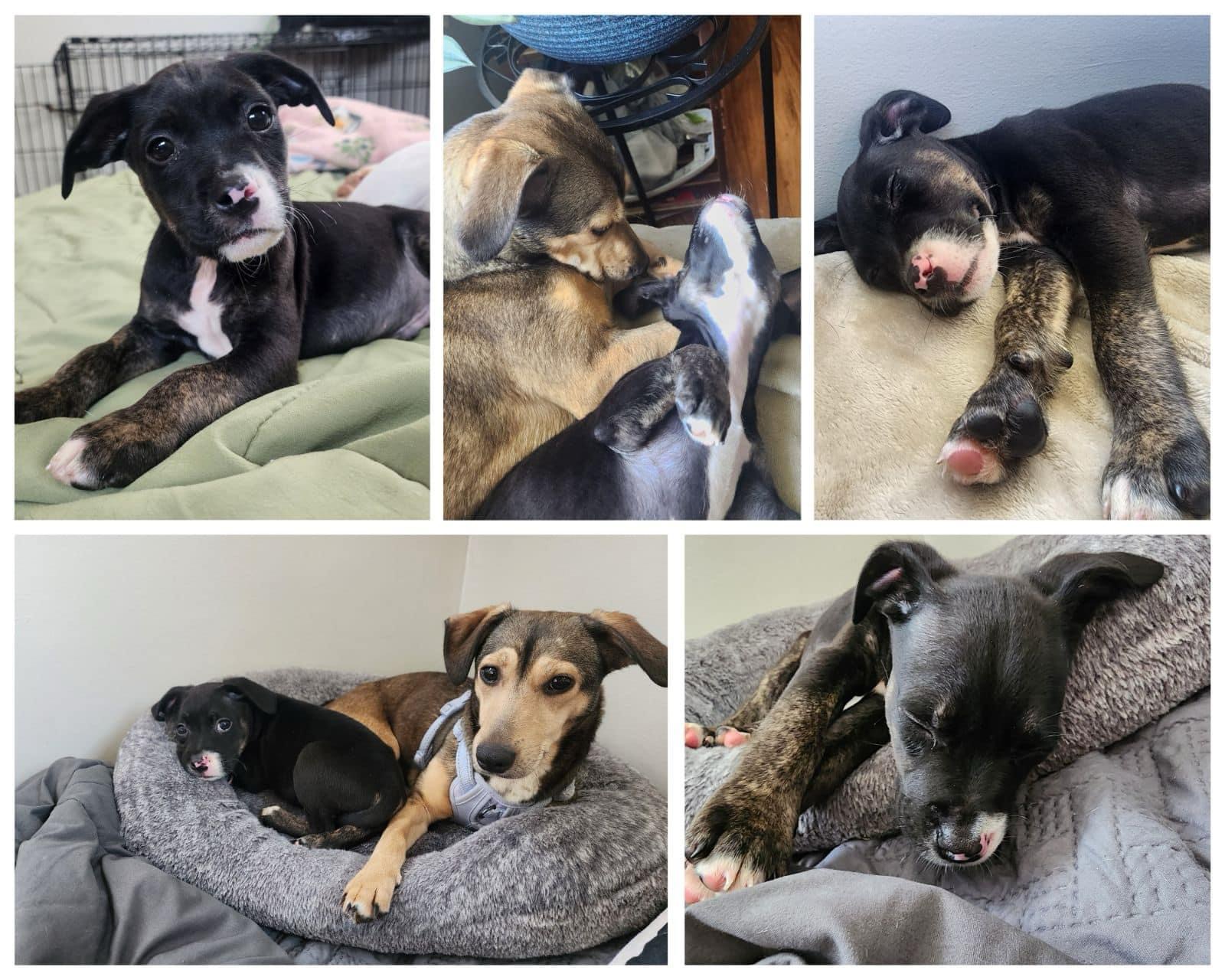 Dog for adoption Mr. Brown, a Mixed Breed in Lyndhurst, OH Petfinder