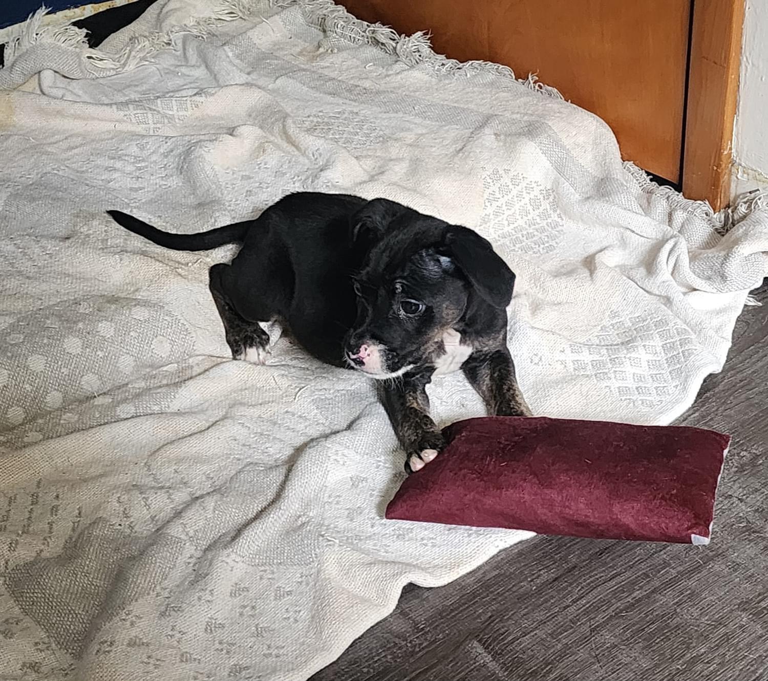 Dog for adoption Mr. Brown, a Mixed Breed in Lyndhurst, OH Petfinder