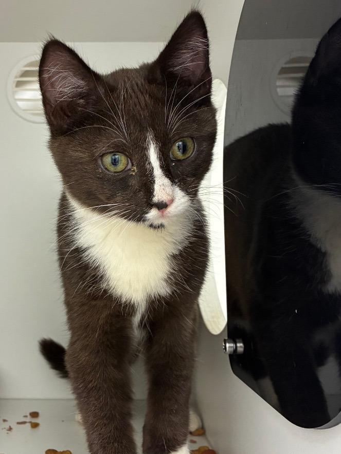 Neil, Adoptable, Kitten Male Domestic Short Hair.