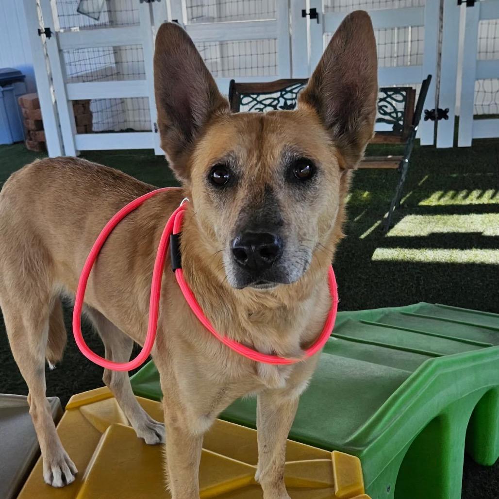 Swan, Adoptable, Adult Female Mixed Breed.