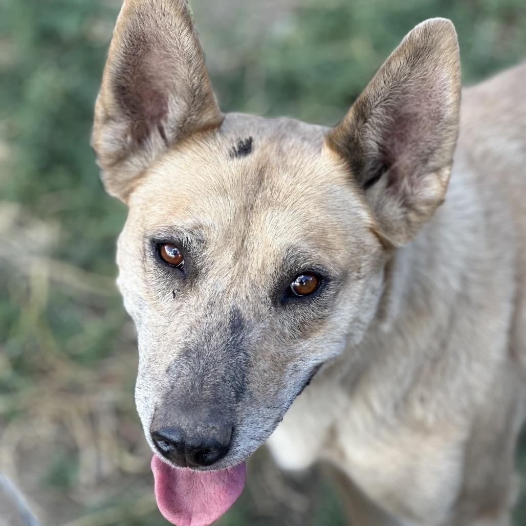 Swan, Adoptable, Adult Female Mixed Breed.
