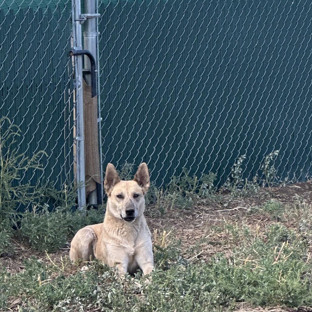 Enlarge Swan, a Adoptable Mixed Breed in Flagstaff, AZ image 2/6